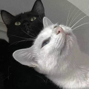 亚洲成AV人在线观看天堂无码
